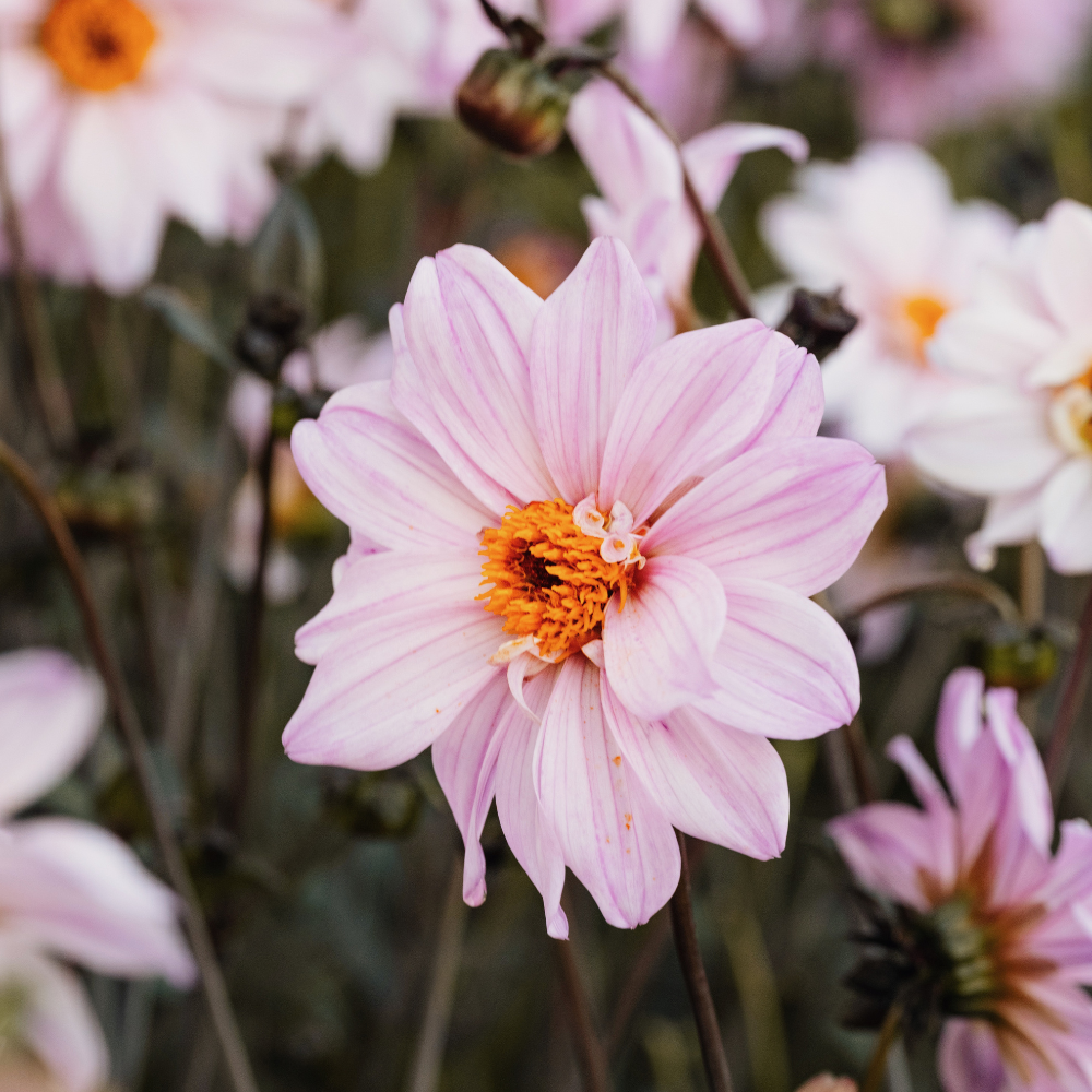 Dahlia - Bishop of Leicester