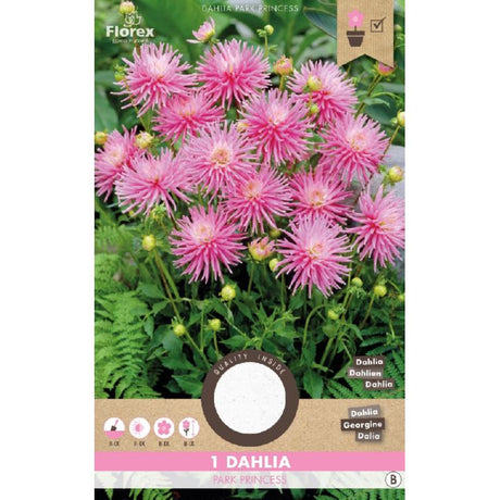 Dahlia knollen kopen