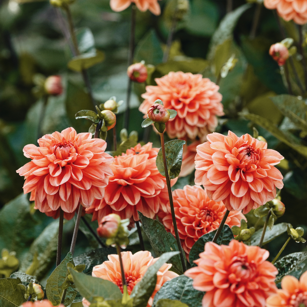 Dahlia - Orange Nugget