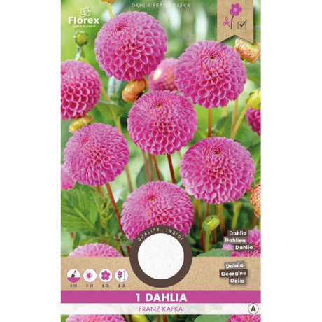 dahlia bloem bollen kopen