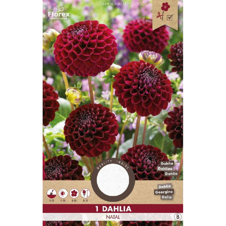 Dahlia bloembollen kopen