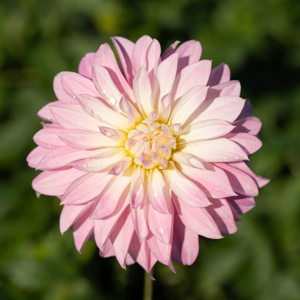 Dahlia 'Alloway Candy'