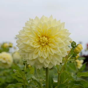 Dahlia 'Alva's Supreme'