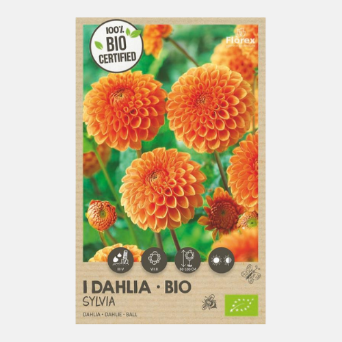 Dahlia Ball 'Sylvia' BIO