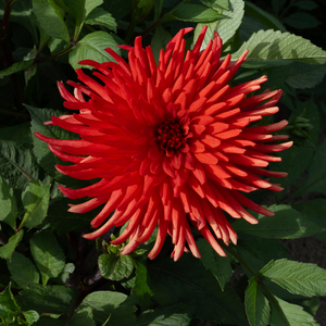 Dahlia 'Bergers Record' 