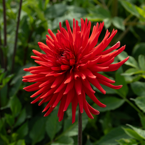 Dahlia 'Bergers Record' 