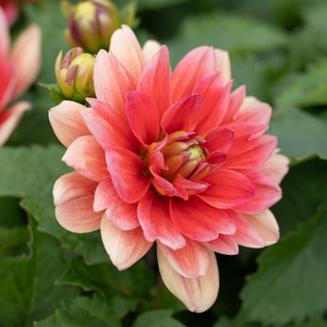 Dahlia 'Berliner Kleene'