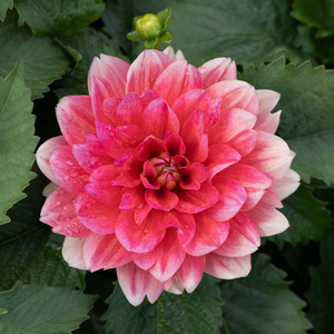 Dahlia 'Berliner Kleene'