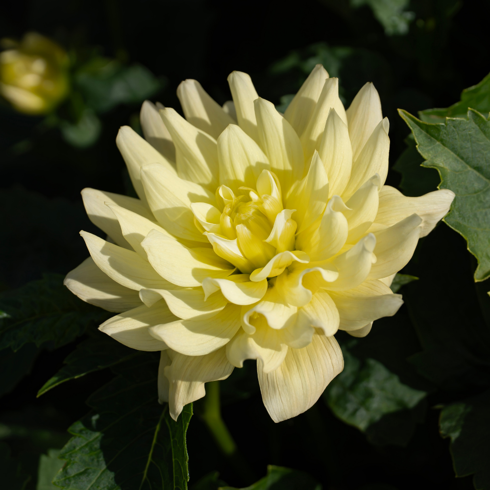 Dahlia 'Berliner Lemon'