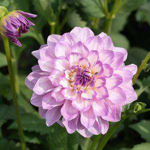 Dahlia 'Blues Wish'