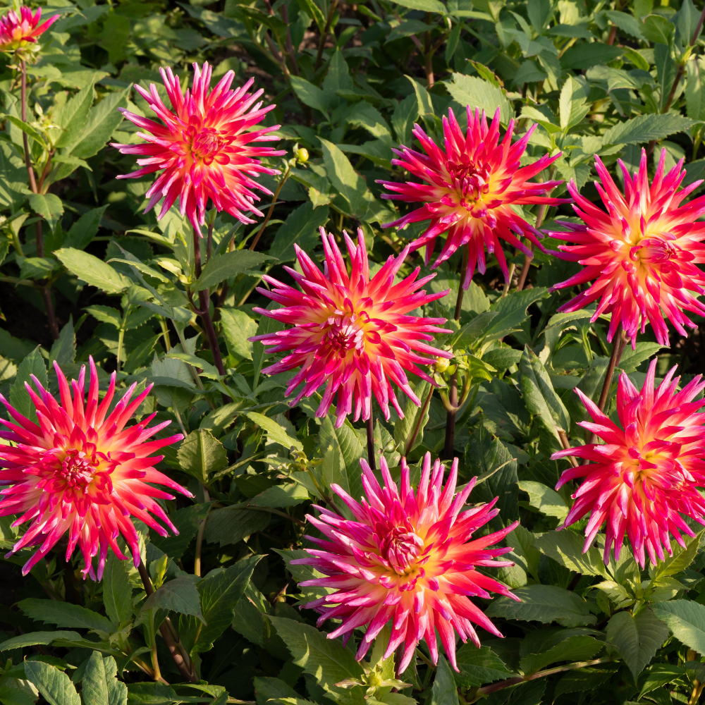 Dahlia 'Bora Bora'