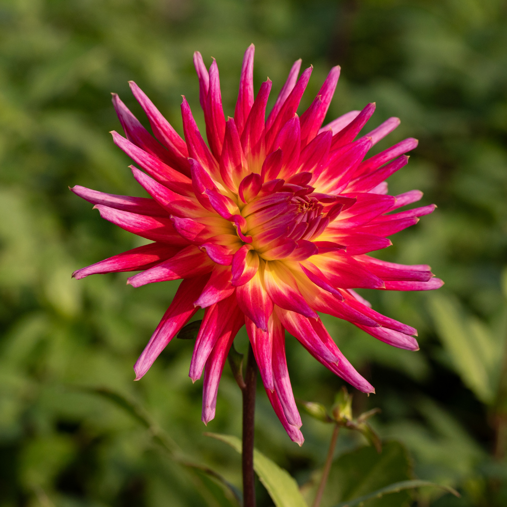 Dahlia 'Bora Bora'