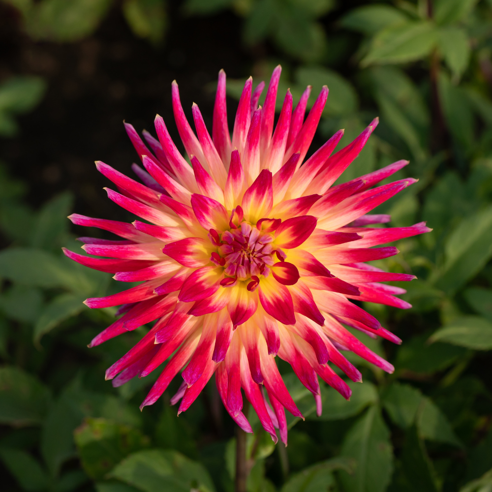 Dahlia 'Bora Bora'