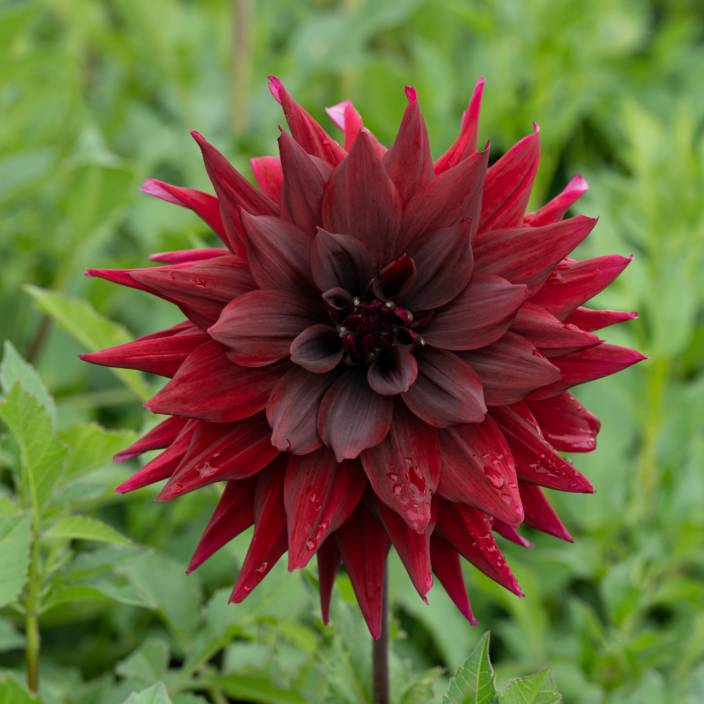 Dahlia 'Brigitta Alida'
