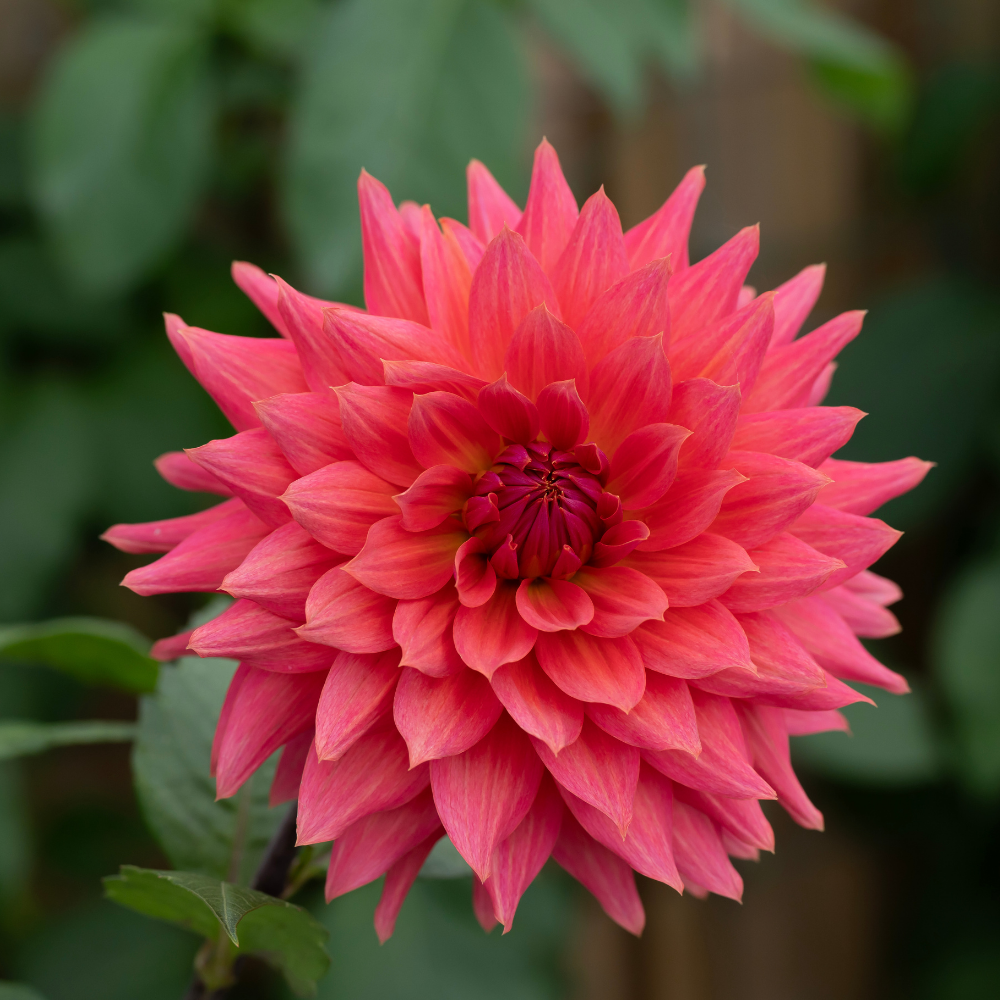 Dahlia 'Cactus Bronze'