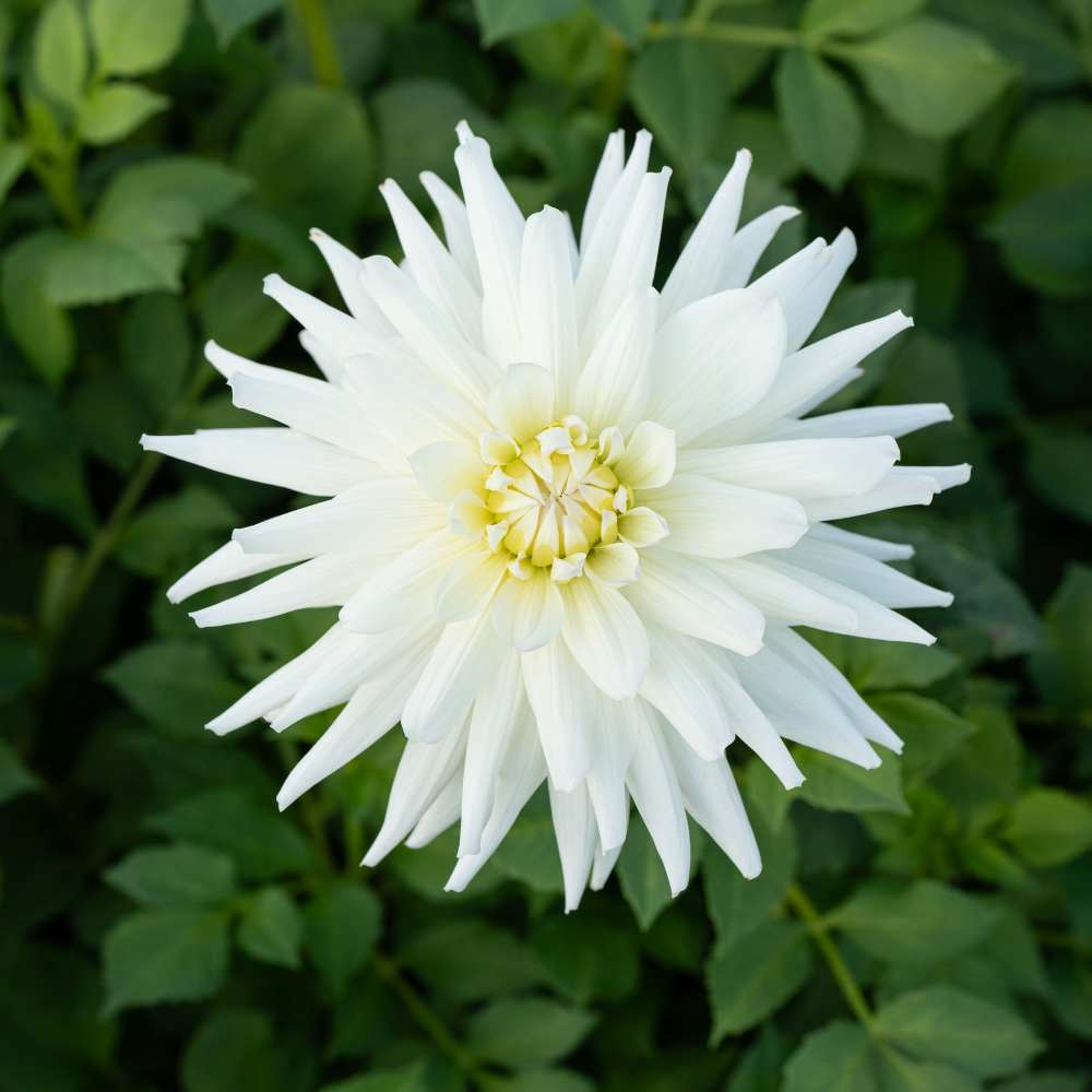 Dahlia 'Clearview Eddie'