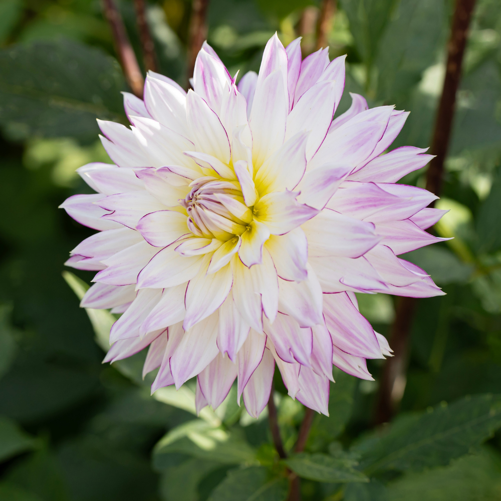 Dahlia 'Amour fou'