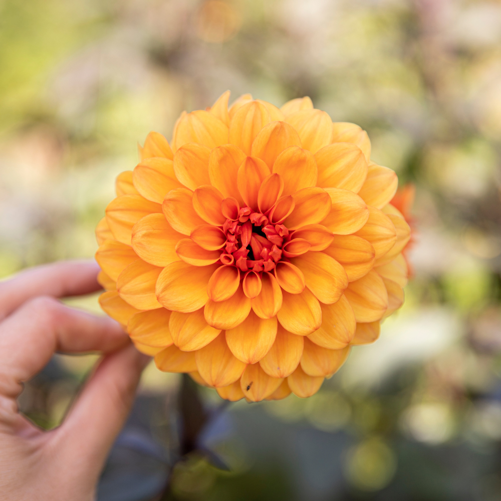 Dahlia pakket 'Merel's 13 favorieten'