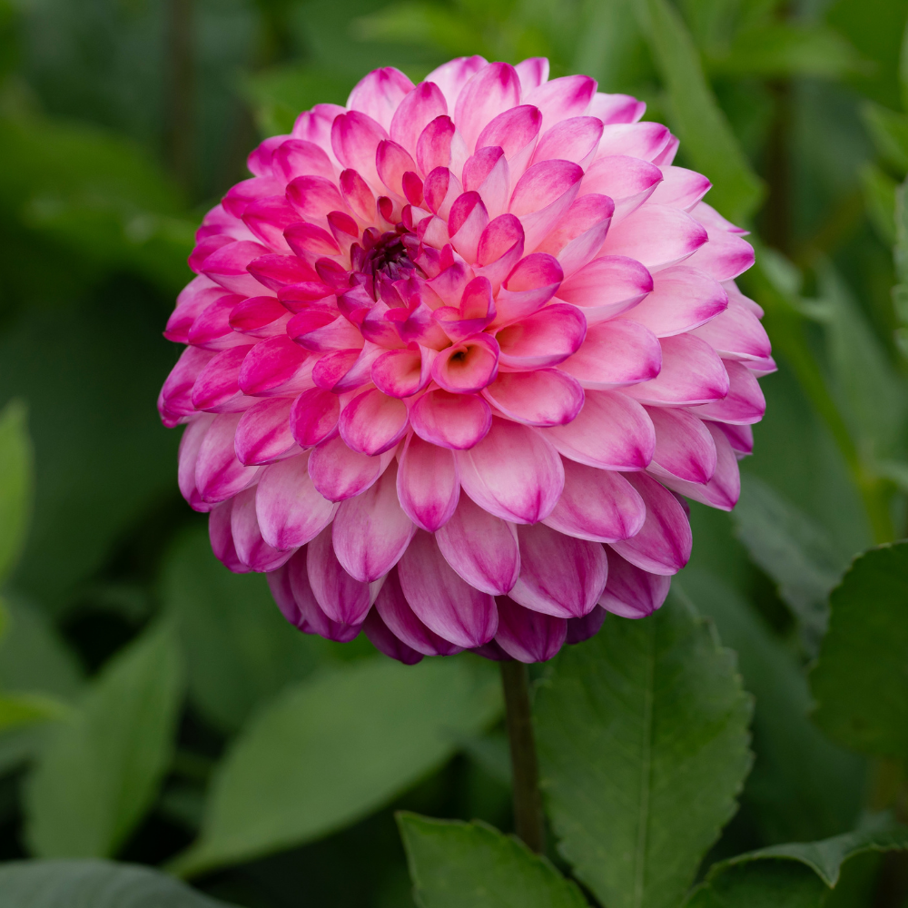 Dahlia 'Discovery'