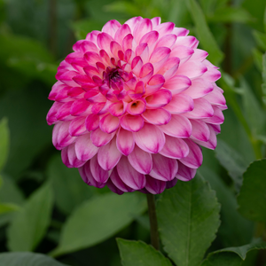 Dahlia 'Discovery'