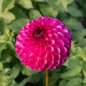 Dahlia 'Dorothy Rose'