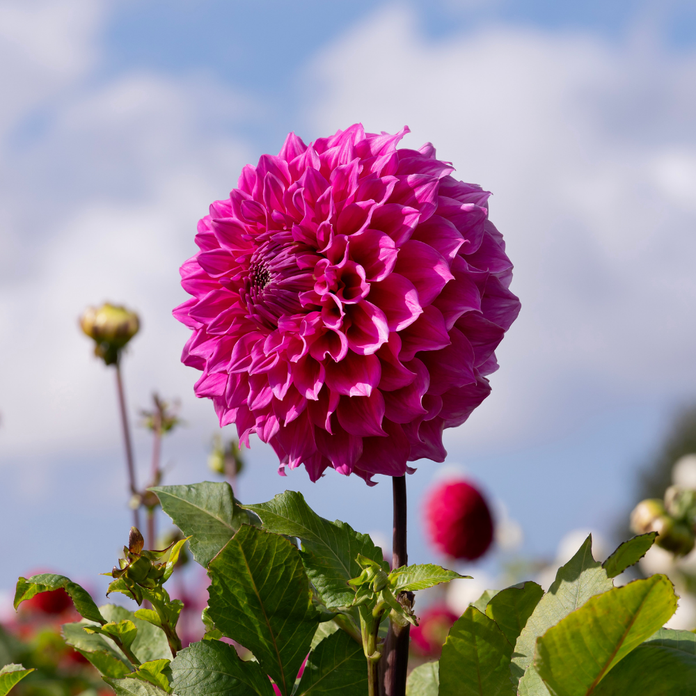 Dahlia 'Elma Elizabeth'