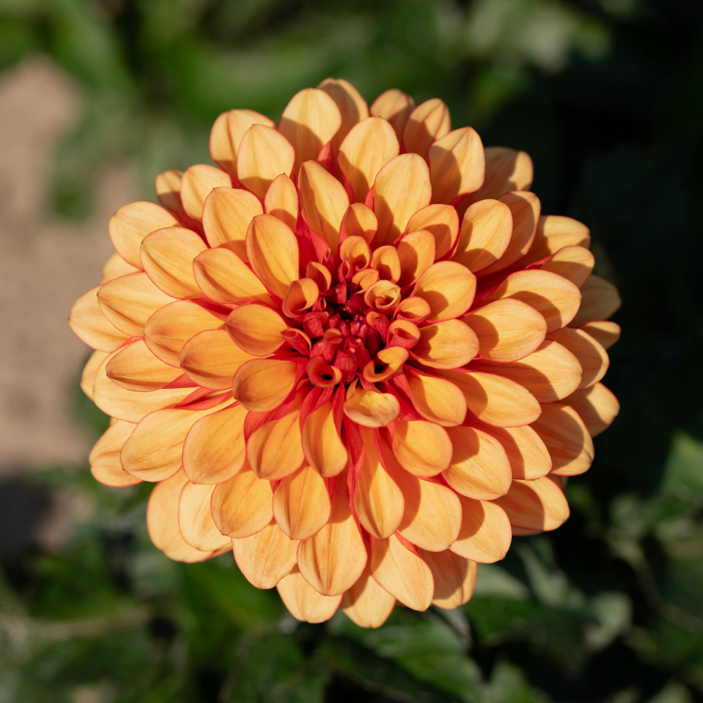Dahlia 'Gitt's Crazy'