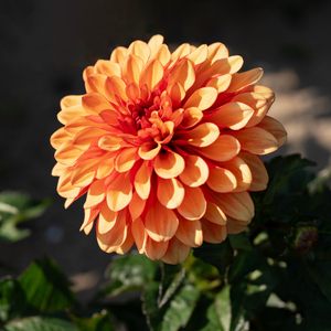 Dahlia 'Gitt's Crazy'