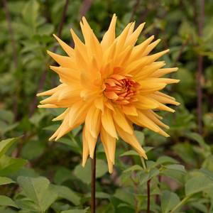 Dahlia 'Gold Crown'