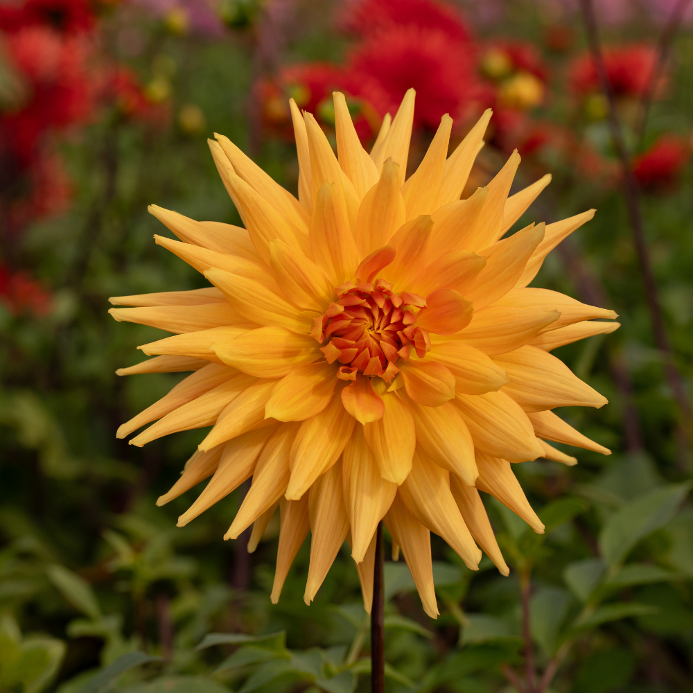 Dahlia 'Gold Crown'