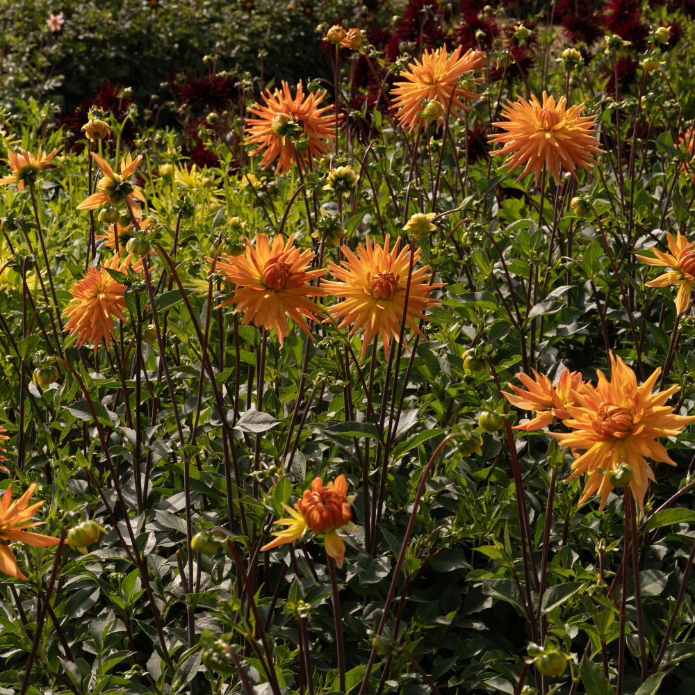 Dahlia 'Gold Crown'