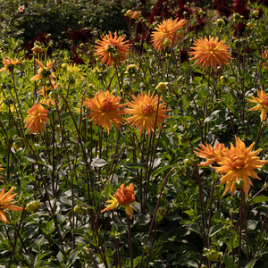 Dahlia 'Gold Crown'