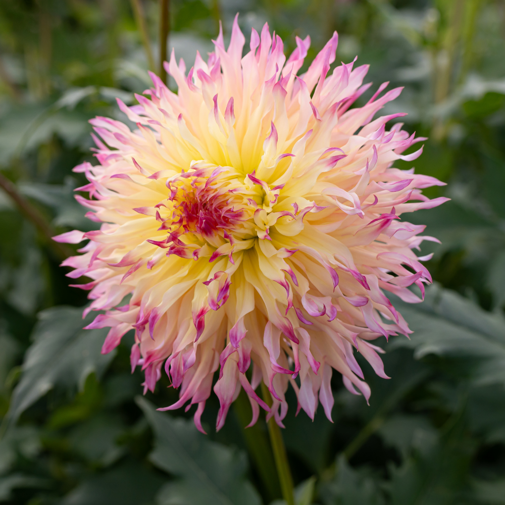 Dahlia 'Hapet Perfect'