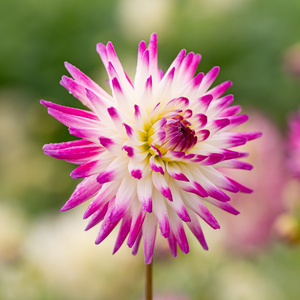 Dahlia 'Hayley Jane'