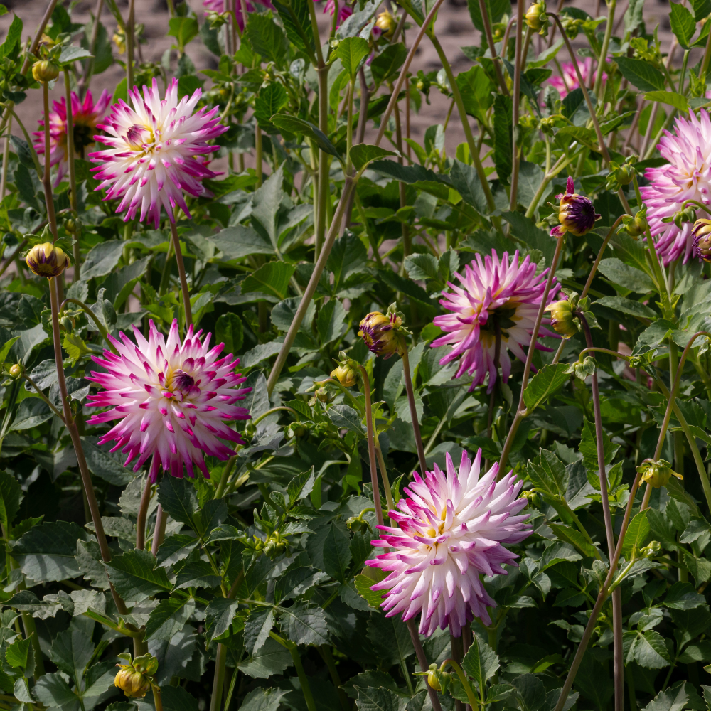 Dahlia 'Hayley Jane'