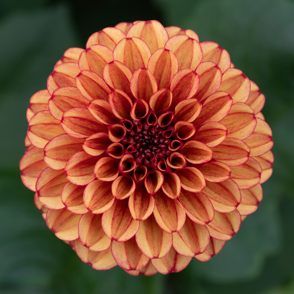 Dahlia 'Haute Fidélité'