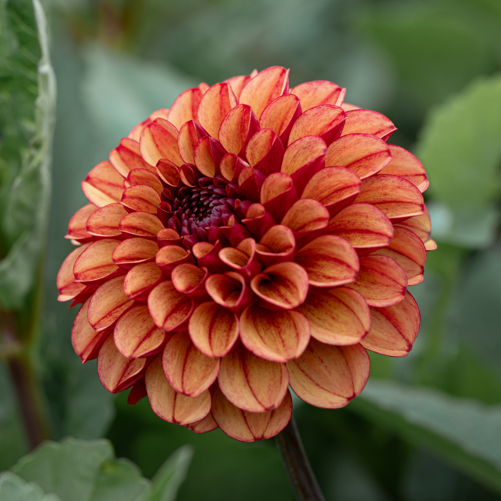 Dahlia 'Haute Fidélité'