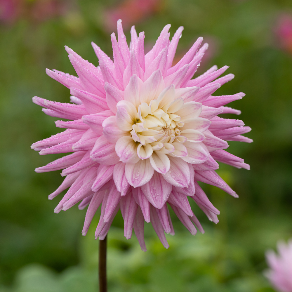 Dahlia 'Hillcrest Candy'