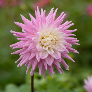 Dahlia 'Hillcrest Candy'
