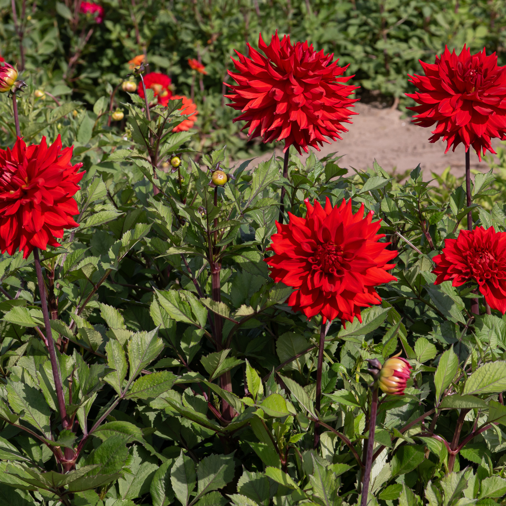 Dahlia 'Hillcrest Duncan Edwards'