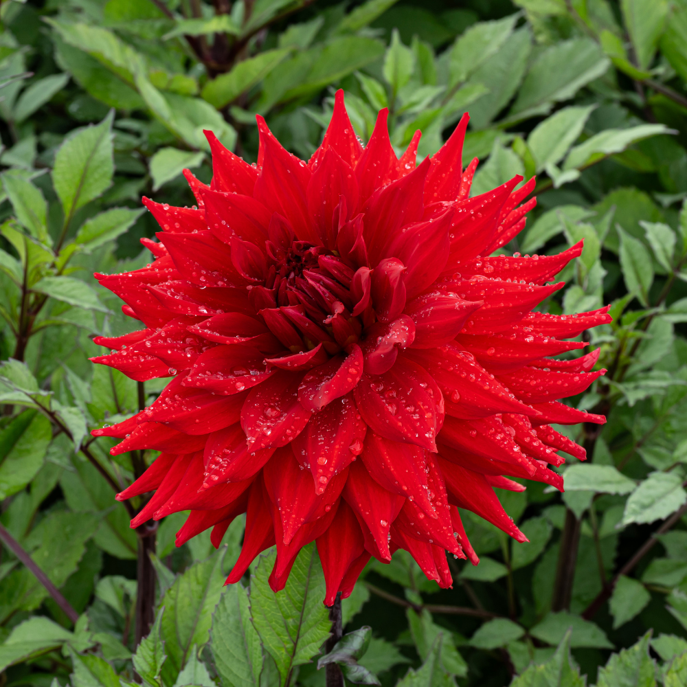 Dahlia 'Hillcrest Duncan Edwards'