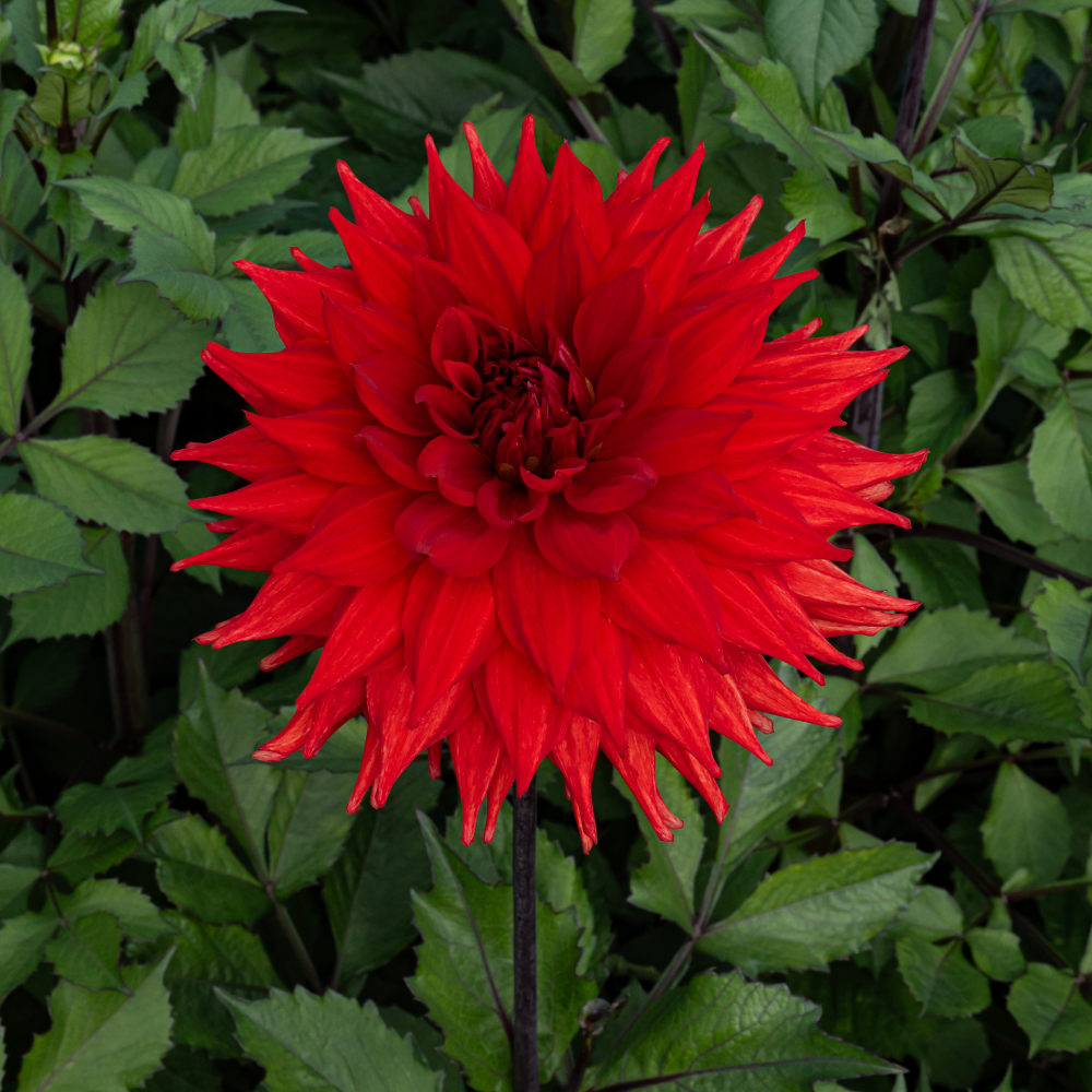 Dahlia 'Hillcrest Duncan Edwards'