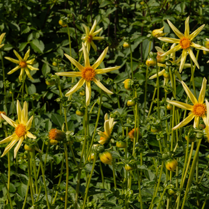 Dahlia 'Honka Geel'