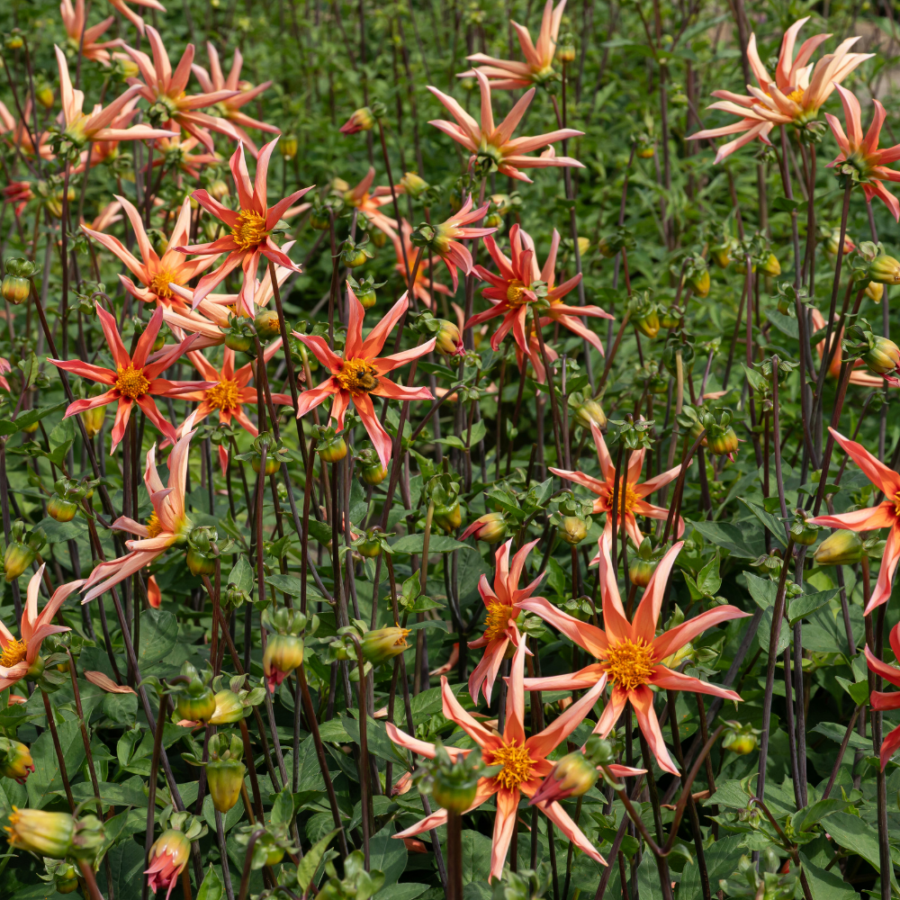 Dahlia 'Honka Oranje'