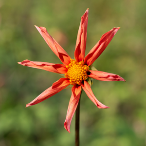 Dahlia 'Honka Oranje'