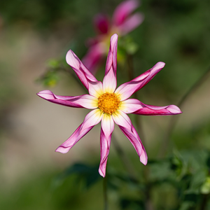 Dahlia 'Honka Pink'