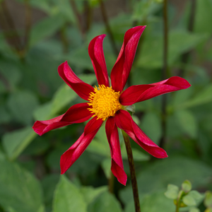 Dahlia 'Honka Red'