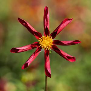 Dahlia 'Honka Red'