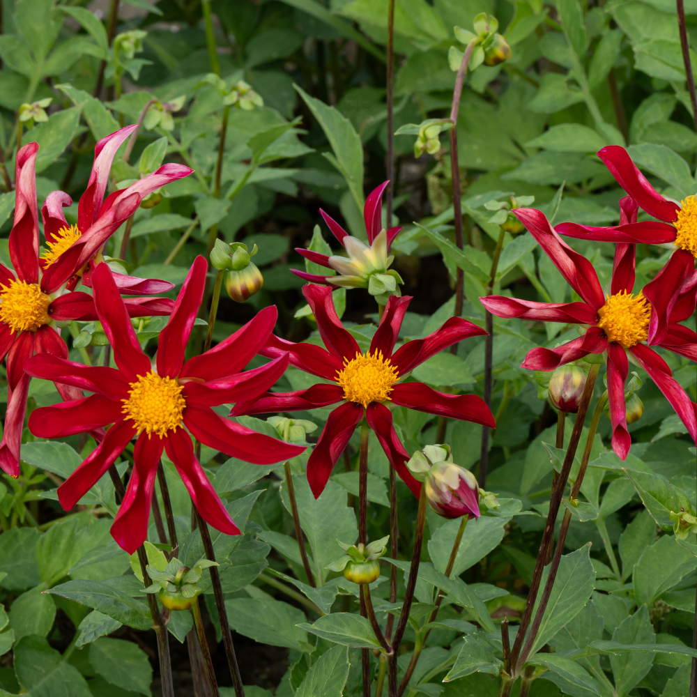 Dahlia 'Honka Red'