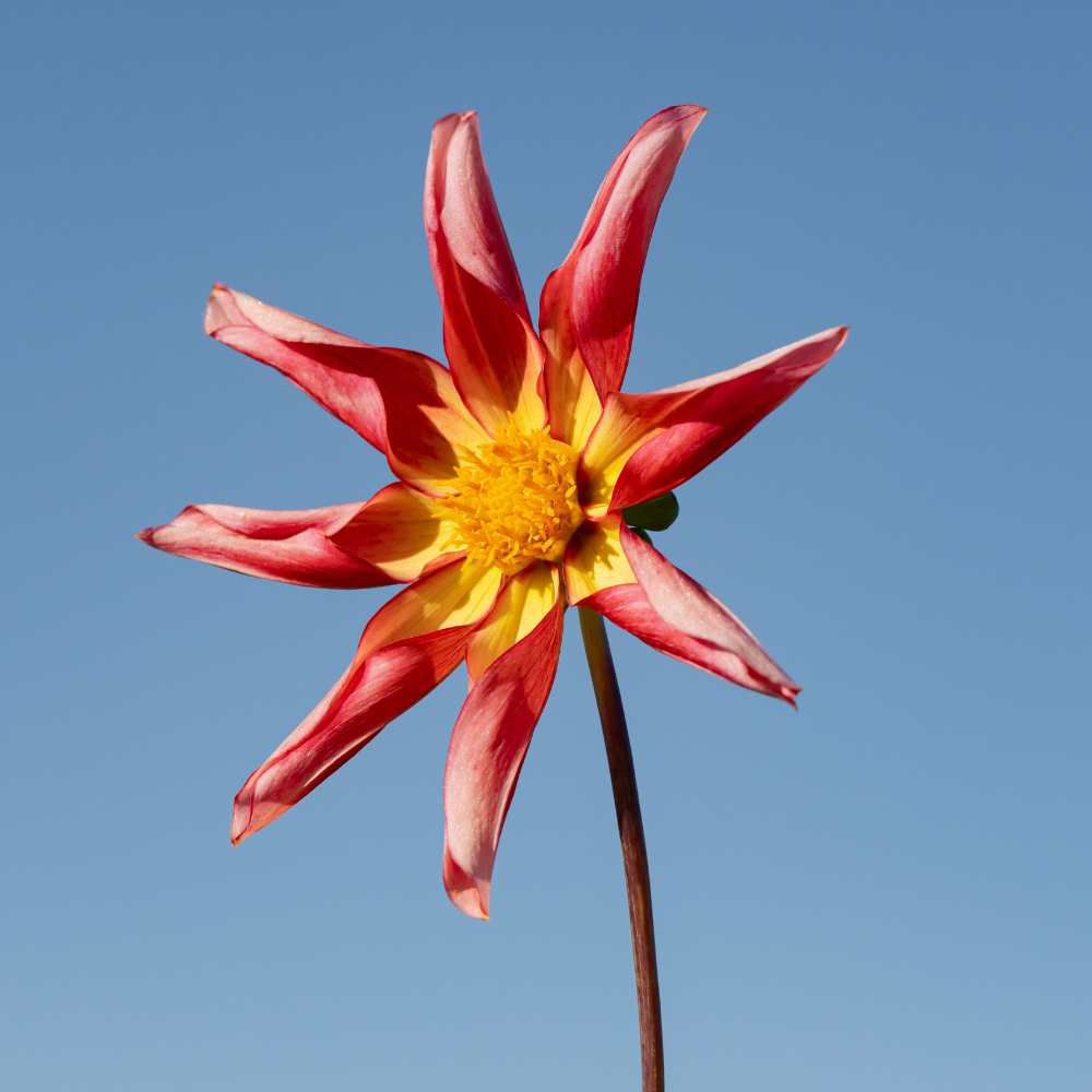 Dahlia 'Honka Surprise'